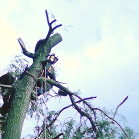 boomverzorging en bomen vellen Huissen